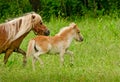 A very small and cute foal of a chestnut shetland pony, near to it`s mother, galoping in  the meadow Royalty Free Stock Photo