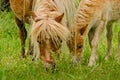 A very small and cute foal of a chestnut shetland pony, near to it`s mother grazing in the meadow Royalty Free Stock Photo