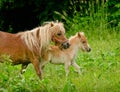 A very small and cute foal of a chestnut shetland pony, near to it`s mother grazing in the meadow Royalty Free Stock Photo
