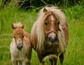 A very small and cute foal of a chestnut shetland pony, near to it`s mother, standing close and looking into the camera Royalty Free Stock Photo