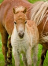 A very small and cute foal of a chestnut shetland pony, near to it`s mother, standing close and looking into the camera Royalty Free Stock Photo