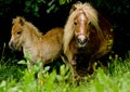 A very small and cute foal of a chestnut shetland pony, near to it`s mother, standing close and looking into the camera Royalty Free Stock Photo