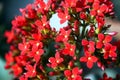 Very small delicate red Madagascar widow`s thrill flower in close up