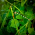 Very Small dragonfly sitting on grass detailed macro shot Royalty Free Stock Photo