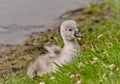 A very small and fluffy little swan, just squabbled, newborn, rests and gaggles at the banks of a lake. Very cute and awesome.