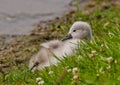 A very small and fluffy little swan, just squabbled, newborn, rests and gaggles at the banks of a lake. Very cute and awesome.