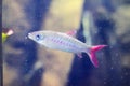 Very small freshwater fish with silver and pink scales