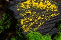 Very small fungus yellow fairy cups or lemon discos, Bisporella citrina, on old wet wood