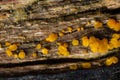 Very small fungus yellow fairy cups or lemon discos, Bisporella citrina, on old wet wood