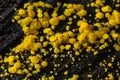 Very small fungus yellow fairy cups or lemon discos, Bisporella citrina, on old wet wood