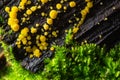 Very small fungus yellow fairy cups or lemon discos, Bisporella citrina, on old wet wood