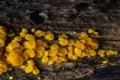 Very small fungus yellow fairy cups or lemon discos, Bisporella citrina, on old wet wood