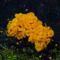 Very small fungus yellow fairy cups or lemon discos, Bisporella citrina, on old wet wood macro, selective focus