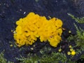 Very small fungus yellow fairy cups or lemon discos, Bisporella citrina, on old wet wood macro, selective focus