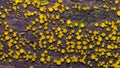 Very small fungus yellow fairy cups or lemon discos, Bisporella citrina, on old wet wood macro texture, selective focus