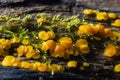 Very small fungus yellow fairy cups or lemon discos, Bisporella citrina, on old wet wood macro texture, selective focus, shallow