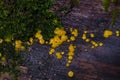 Very small fungus yellow fairy cups or lemon discos, Bisporella citrina, on old wet wood macro texture, selective focus