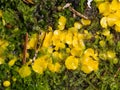 Very small fungus yellow fairy cups or lemon discos, Bisporella citrina, on old wood in moss macro, selective focus