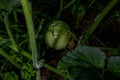 Very small green Pumpkin growing, close-up capture. Royalty Free Stock Photo