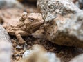 Small Horned Toad on Ground Near Rocks Royalty Free Stock Photo