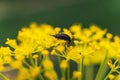 Very small insect on a flower Royalty Free Stock Photo