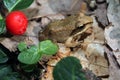 Very small juvenile wood frog next to red berry Royalty Free Stock Photo