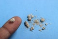 Very small kidney stone at man finger at blue background Royalty Free Stock Photo