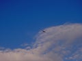 Very small and light propeller plane flying at high altitude, in the background of blue sky, view from bottom from the back Royalty Free Stock Photo