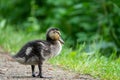 A very small mallard ducklings walk along the path along the lake