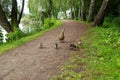 A very small mallard ducklings walk along the path along the lake