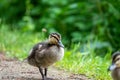 A very small mallard ducklings walk along the path along the lake