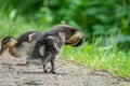 A very small mallard ducklings walk along the path along the lake Royalty Free Stock Photo
