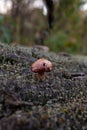 Very small mushroom with a brown cap growing on a tree trunk in an autumn day Royalty Free Stock Photo