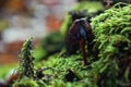 Very small mushroom on green grass with tiny spider web