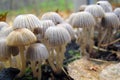 Very small mushroom growing in large groups, forming small parasitophobia, yellowish-gray, deeply ruffled cap. Family of fungi