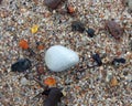 Natural amber pieces on Baltic sea coast, Lithuania