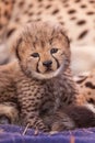 Very small new born Cheetah cub Royalty Free Stock Photo