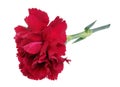 Very small perfect lonely red carnation flower lie on table isolated macro