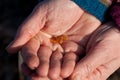 Very small pieces of amber at the beach of the Island of Fanoe Royalty Free Stock Photo