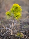 Very small pine tree in the forest Royalty Free Stock Photo