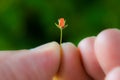 A very small red flower held between the fingers