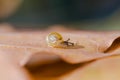 Very small snail crawling on a leaf