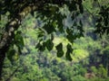 Very Small Spider on its Web over a Forest Background