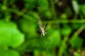 A very small spider in a spider web Royalty Free Stock Photo