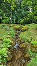 Very small stream lined with stone boulders flows through the forest in summer