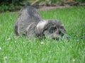 Very small, sweet puppy - miniature schnauzer sitting in a garden on green grass Royalty Free Stock Photo