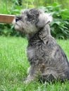 Very small, sweet puppy - miniature schnauzer sitting in a garden on green grass 2 Royalty Free Stock Photo