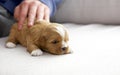 A very small tiny puppy placed on a mat by the window light Royalty Free Stock Photo