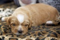 A very small tiny puppy placed on a mat by the window light Royalty Free Stock Photo