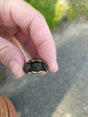 Very small turtle in hand
